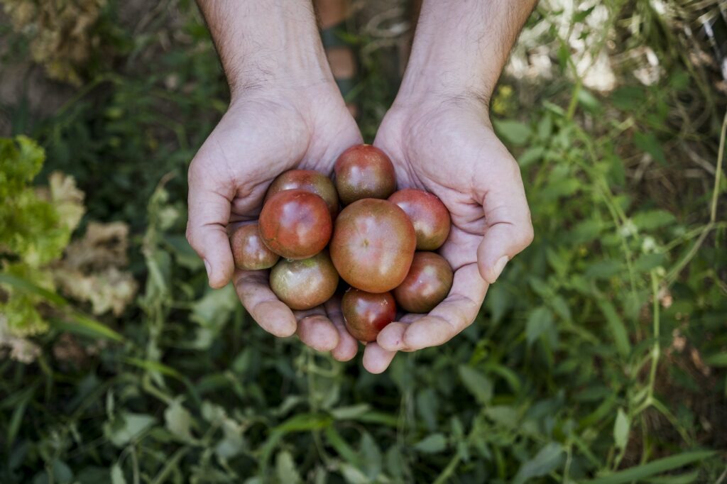 Man holding fresh tomatoes, from biological agriculture.